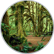 bosque