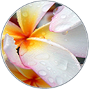 flor
